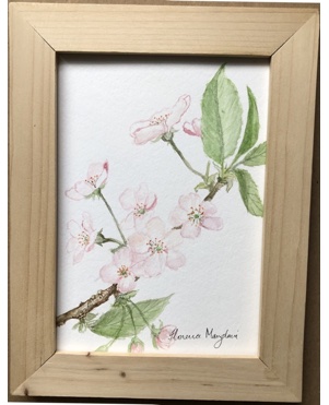 Cherry Blossoms
