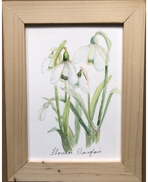 Snow Drops