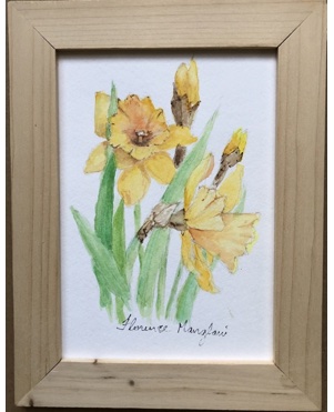 Dafodils